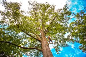 How Our Tree Care Process Works  in  Dunlap, IN